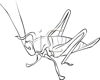 Insect Clipart