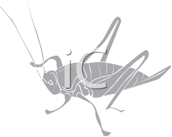 Insect Clipart