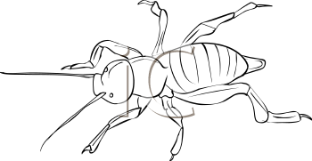 Insect Clipart