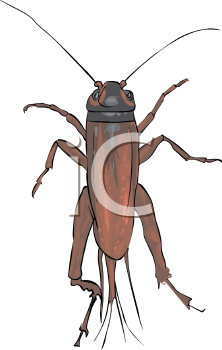 Insect Clipart