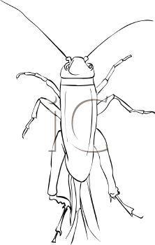 Insect Clipart