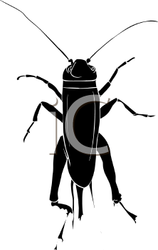 Insect Clipart