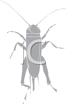 Insect Clipart