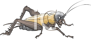 Insect Clipart