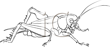 Insect Clipart