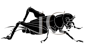 Insect Clipart