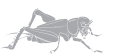 Insect Clipart