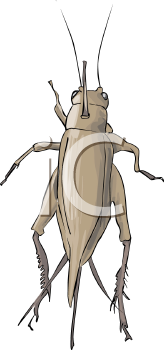 Insect Clipart