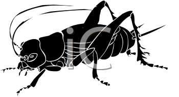 Insect Clipart