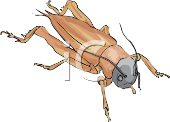 Insect Clipart