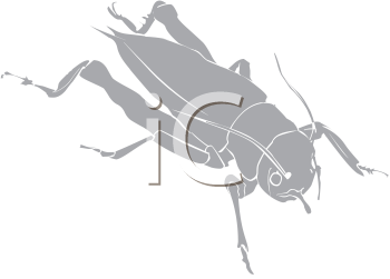 Insect Clipart