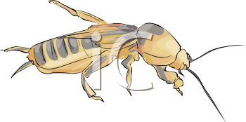 Insect Clipart