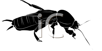 Insect Clipart