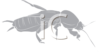 Insect Clipart