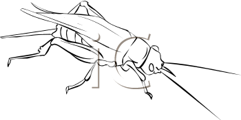 Insect Clipart