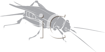 Insect Clipart