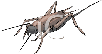 Insect Clipart