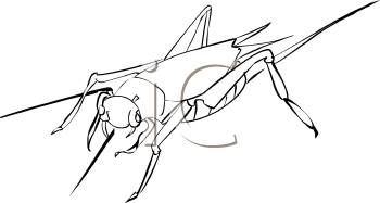 Insect Clipart