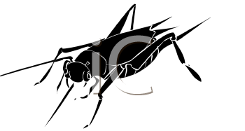 Insect Clipart