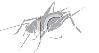 Insect Clipart