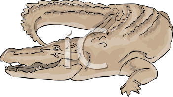 Reptile Clipart