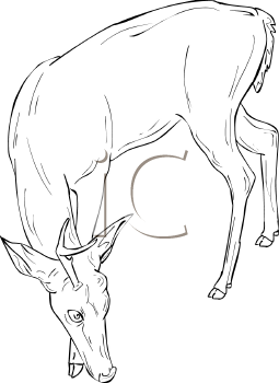 Deer Clipart