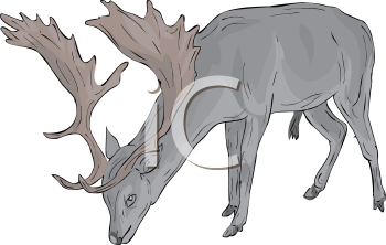 Deer Clipart