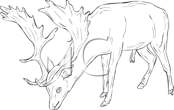 Deer Clipart