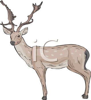 Deer Clipart