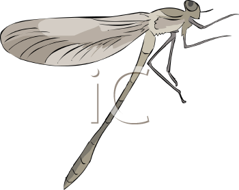 Insect Clipart