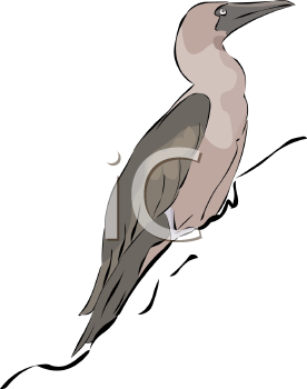 Bird Clipart