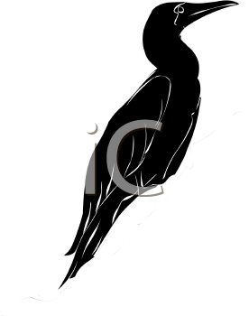 Bird Clipart