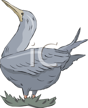 Bird Clipart