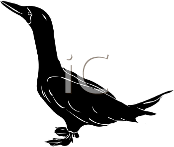 Bird Clipart