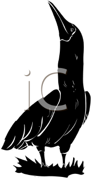 Bird Clipart