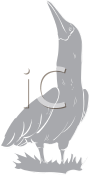 Bird Clipart