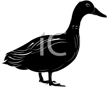 Bird Clipart