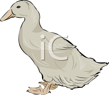 Bird Clipart