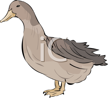 Bird Clipart