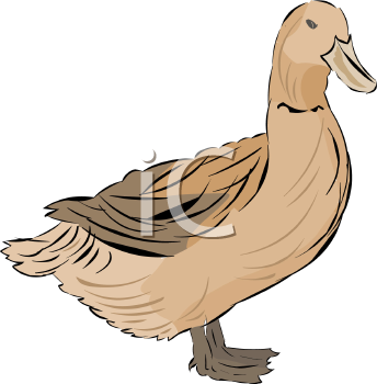 Bird Clipart