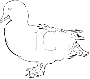 Bird Clipart