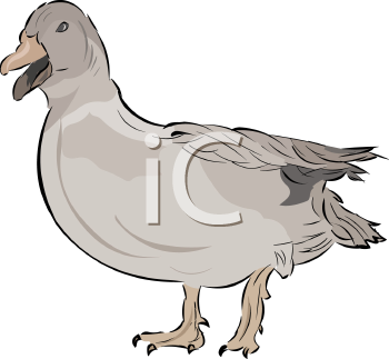 Bird Clipart