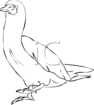 Bird Clipart