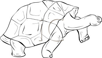 Reptile Clipart