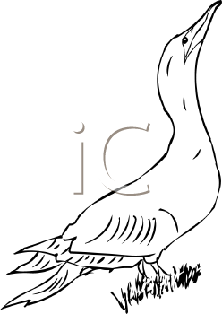 Bird Clipart