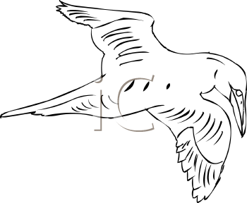 Bird Clipart