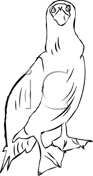 Bird Clipart