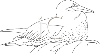 Bird Clipart