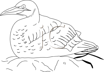 Bird Clipart