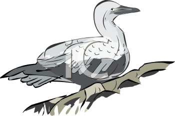 Bird Clipart